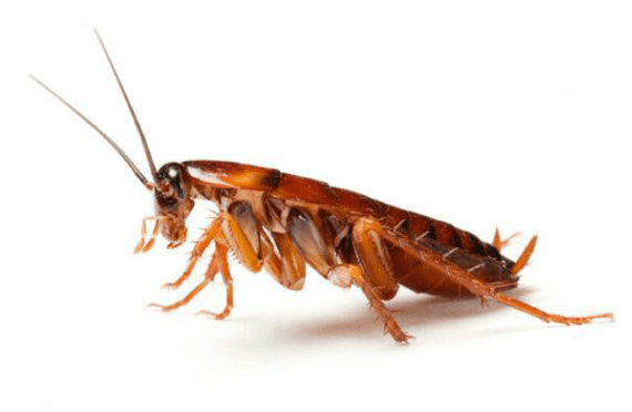 cucaracha-metroplag